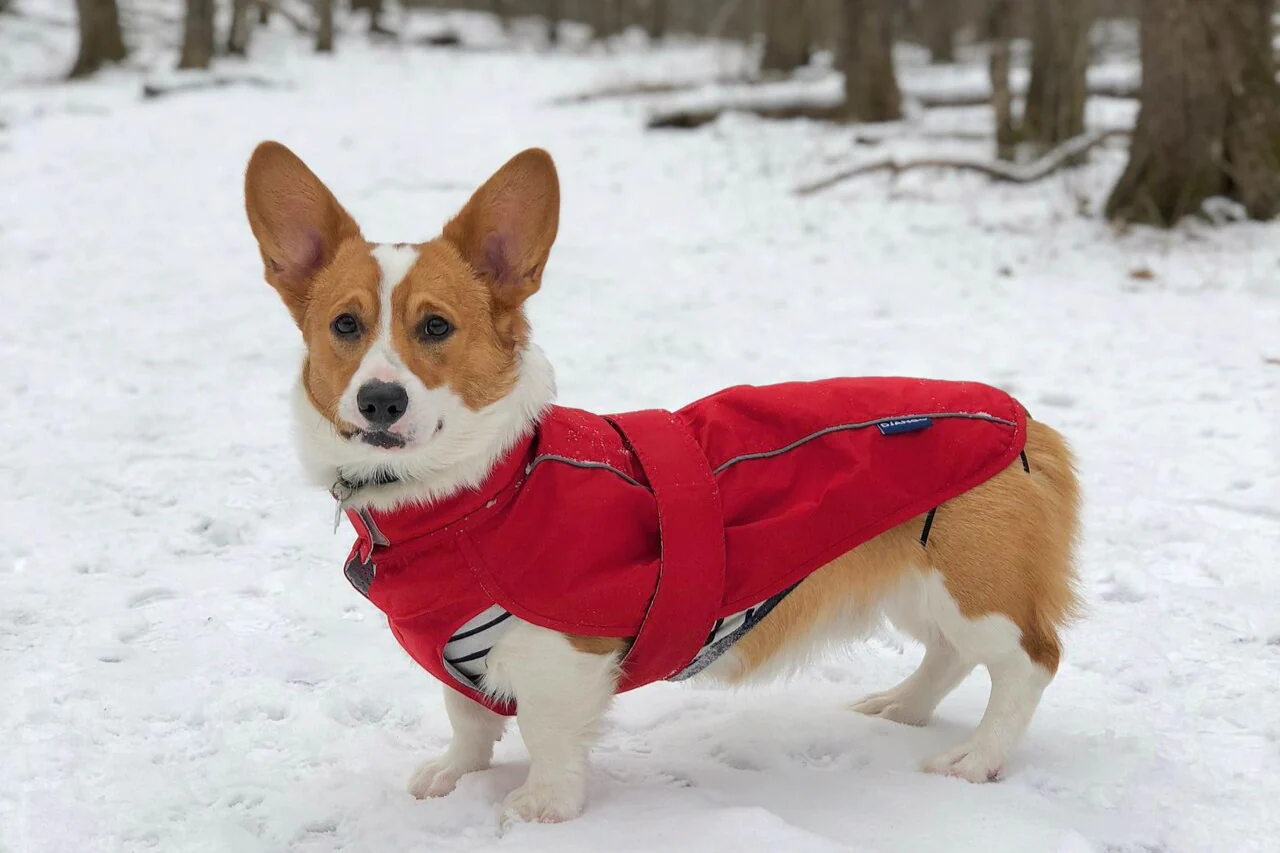 Top Winter Coats for Dachshunds and Challenging Adventure Dogs