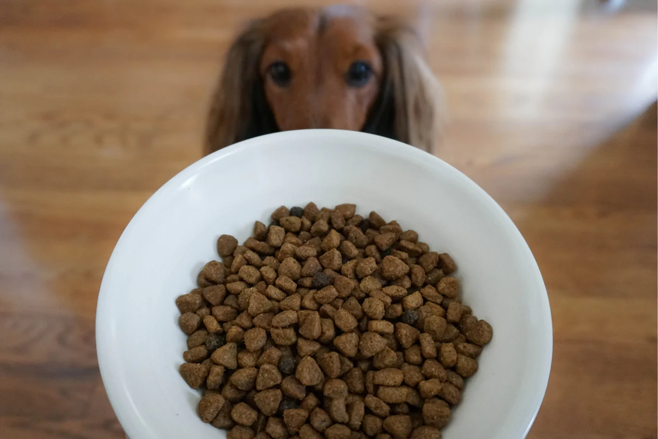The Truth About Dog Kibble: What Is It and How Is It Made?